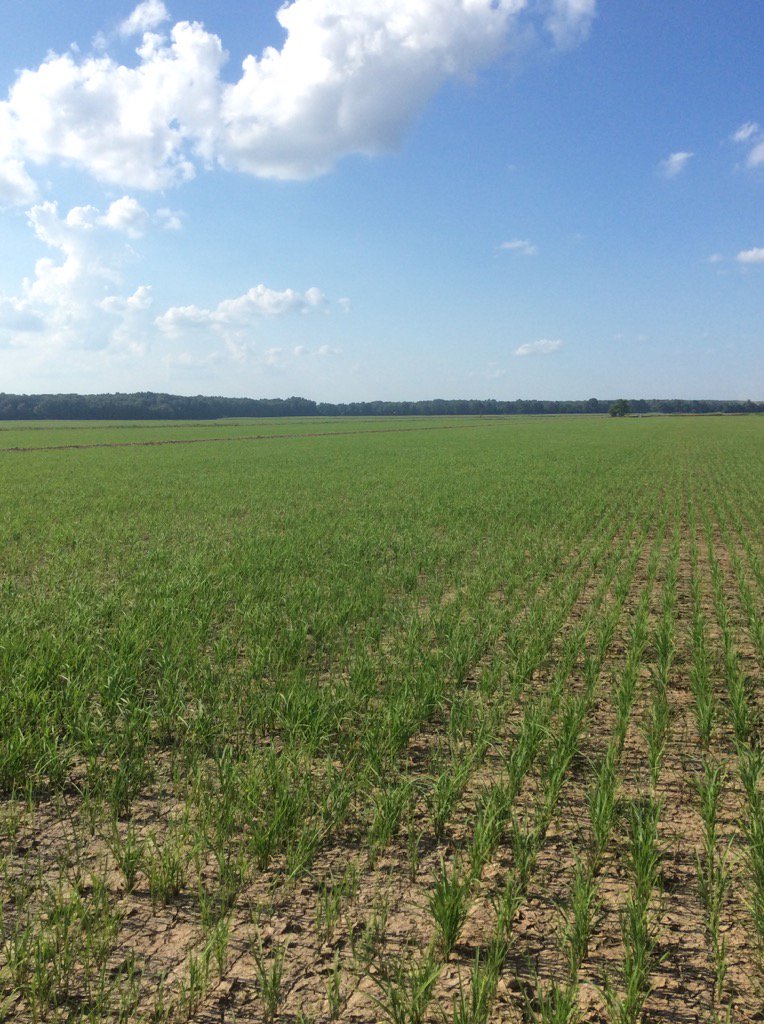 Express planted on 6-24. Going to flood in the morning. 
#CPS