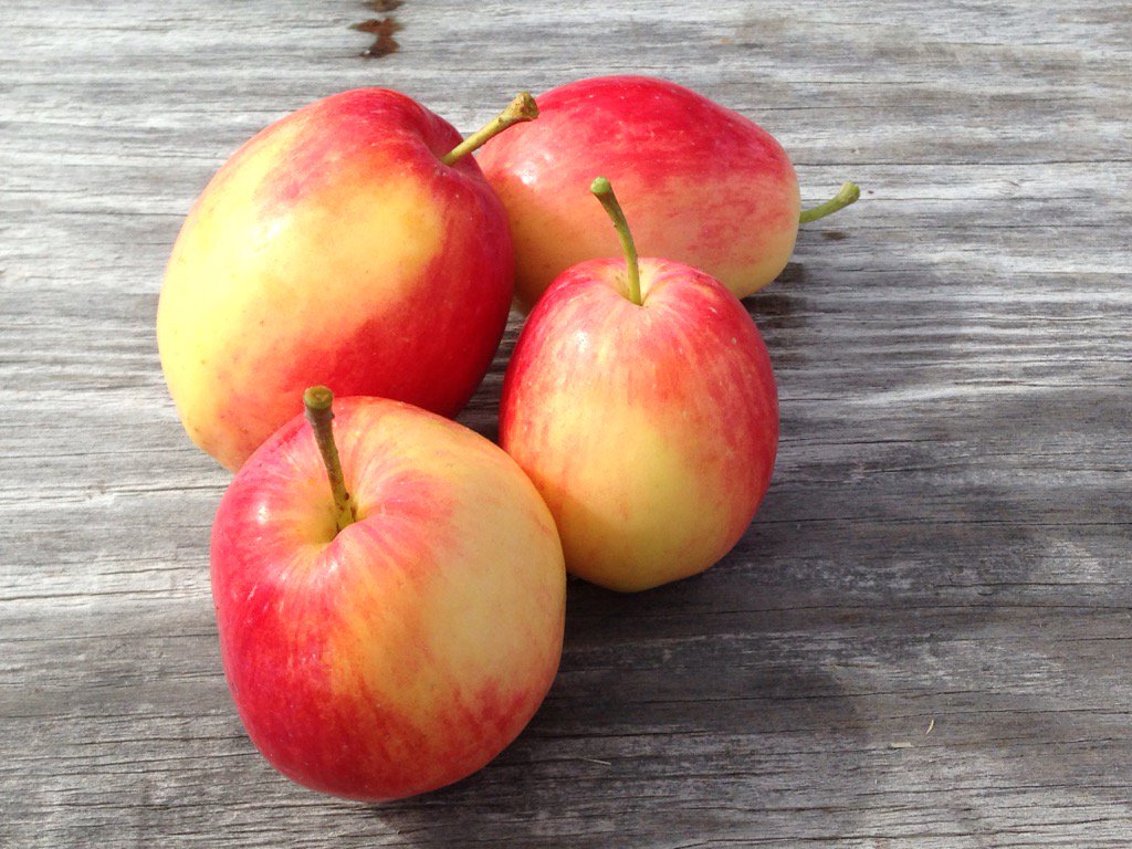 Centennial crab apples. As sweet as they are pretty. #appletweets