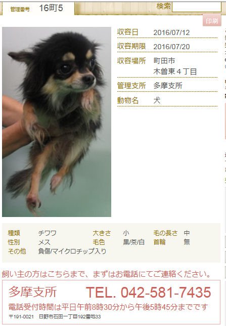 犬・猫 半自動bot 拡散 tweet media