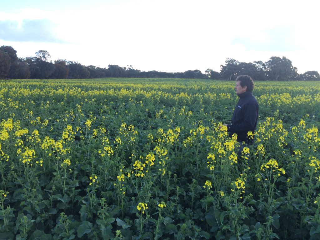 @SuperHyola @LMKWAagronomy <a href="/LMK_NGN/">Landmark Narrogin</a> the landmark RR trials 10km east of Narrogin. The closest I know about.