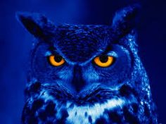 UNOLIST's tweet photo. Owls are one of the only birds that can see the color blue!. https://t.co/HlBJhh1UR5