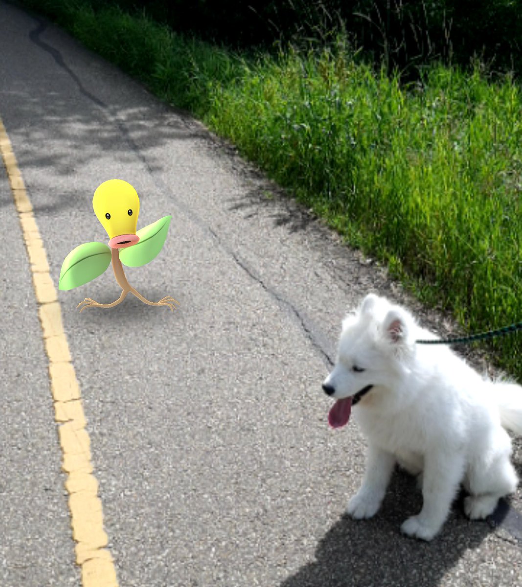 ArtemisSamoyed's tweet photo. Trying to make friends with a bellsprout! #samoyed #puppy #PokemonGO https://t.co/lA0UGEhoxM