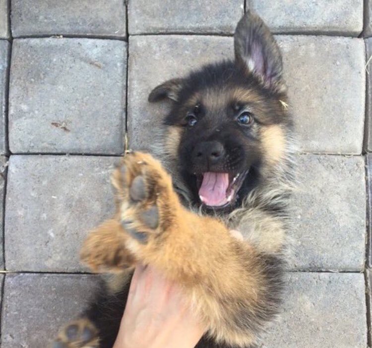 Adogta.me (@adogta_me) on Twitter photo 