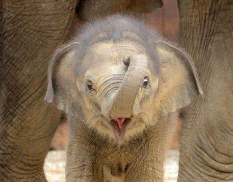 shopivoryella's tweet photo. Incase you're having a bad day here are some happy baby elephants ☺️🐘 https://t.co/ZT9UM25xWq