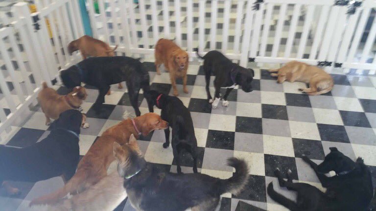 HappyDogsWloo's tweet image. Just hanging around Happy Dogs!! #fundogs