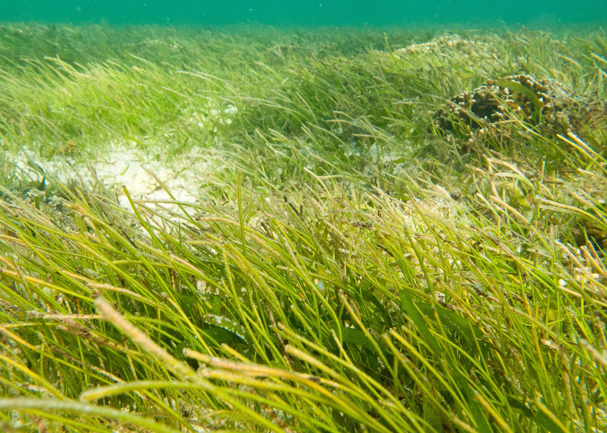 Great Barrier Reef Sea Grasses From The Grasslands Of The Serengeti To