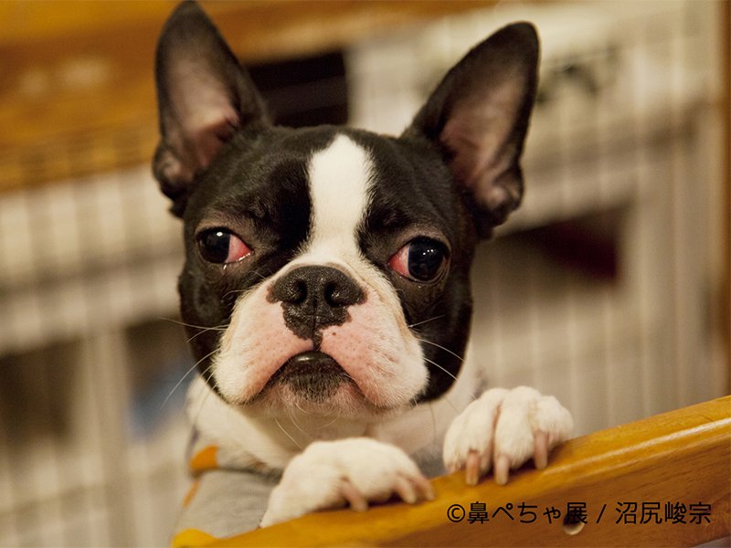 ペトハピ Pet Happy 鼻ぺちゃ犬 短頭種 好きは要チェックです T Co Ufsxe8ozz3 犬 かわいい イベント 短頭種 鼻ぺちゃ展 ペトハピ Pet Happy 鼻ぺちゃ犬 短頭種 好きは要チェックです T Co Ufsxe8ozz3 犬 かわいい イベント 短頭種 鼻ぺちゃ展