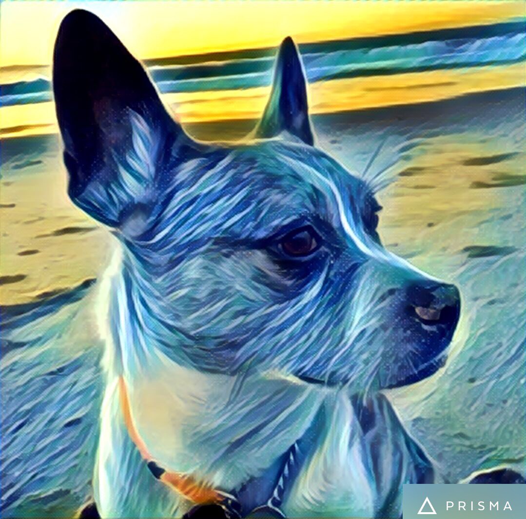 browerdog's tweet photo. Mom is playing with Prisma. #artsy https://t.co/qbd5QhGufK