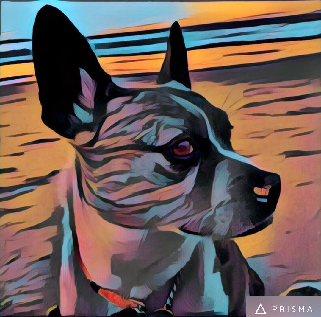 browerdog's tweet photo. Mom is playing with Prisma. #artsy https://t.co/qbd5QhGufK