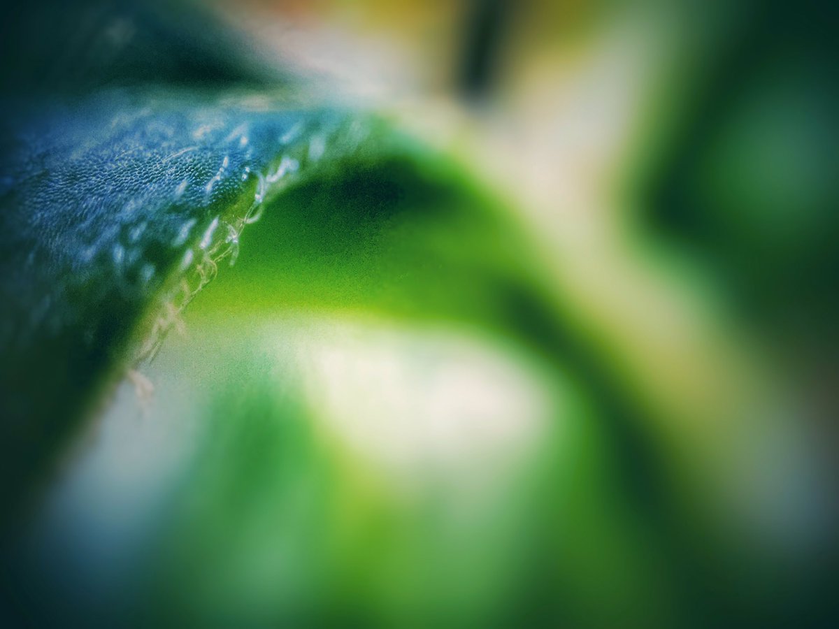 sixonefour's tweet image. Leaf #Nurugo #nurugomicro #microscopeart #iPhoneography