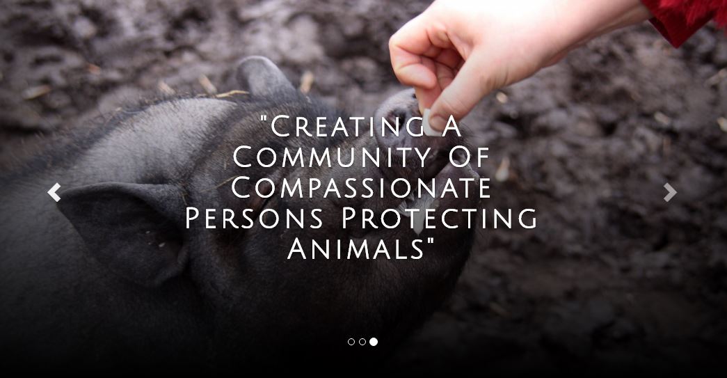 VegFestColorado's tweet photo. Meet @InfoVapa at @VegFestColorado Veterinary Assoc. for the Protection
of Animals #vfc16 https://t.co/xMzrNBDIFl