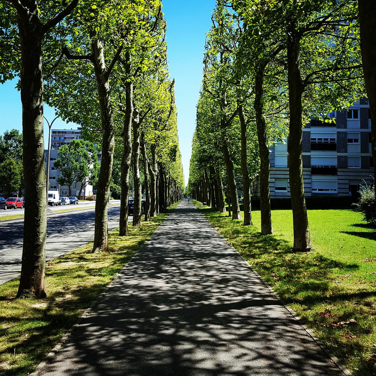 Avenue Léon Blum #grandquevilly #paysagesquevillais