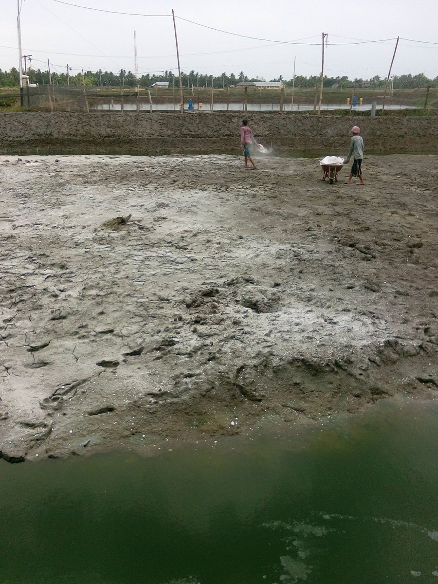 Persiapan tambak, Pengapuran tanah, petani tambak samuti aman, 
<a href="/bpsdmpkp/">BPSDMPKP</a> @PPBPUSLUHDAYAKP @pusluhdayakp <a href="/kkpgoid/">KKP RI</a>