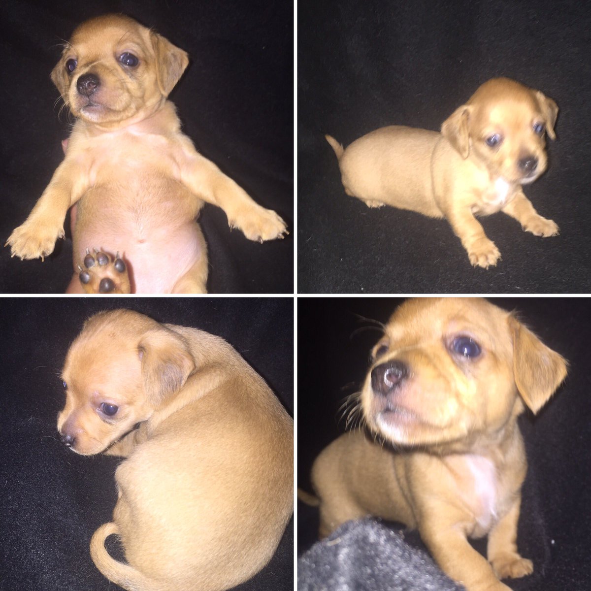 Bostonchiweenie's tweet photo. LUCY - 4 weeks old #chiweeniesofinstagram #dapplechiweenie #chiweenienation #puppiesofinstagram #puppyforsale https://t.co/Rg2WpWGM3k