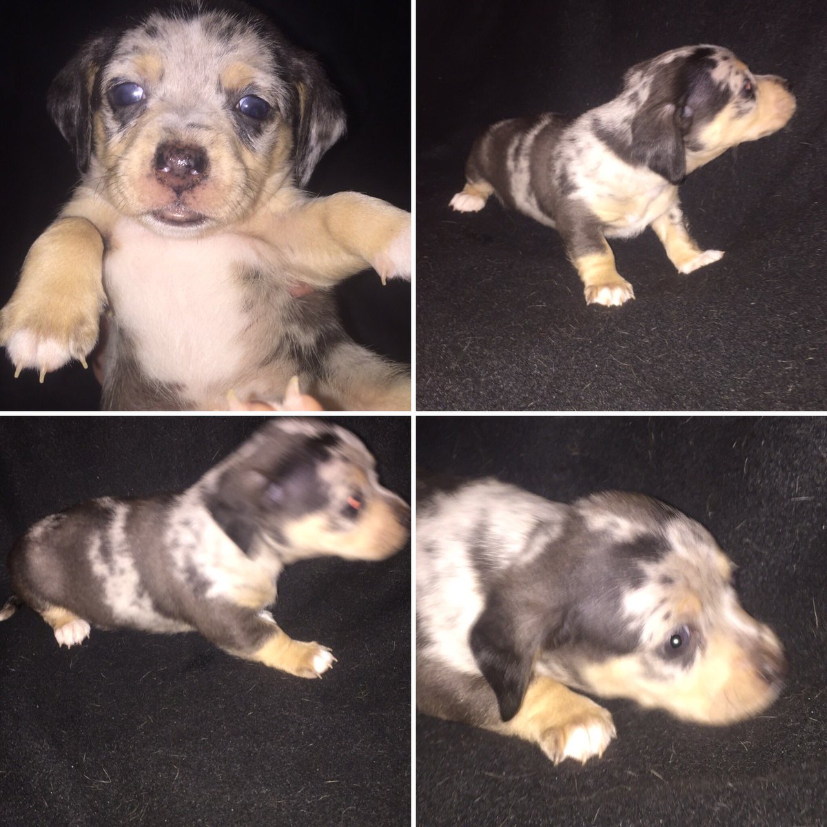 Bostonchiweenie's tweet photo. MAGIC - 4 weeks old #chiweeniesofinstagram #dapplechiweenie #chiweenienation #puppiesofinstagram #puppyforsale https://t.co/CBgx5RZery