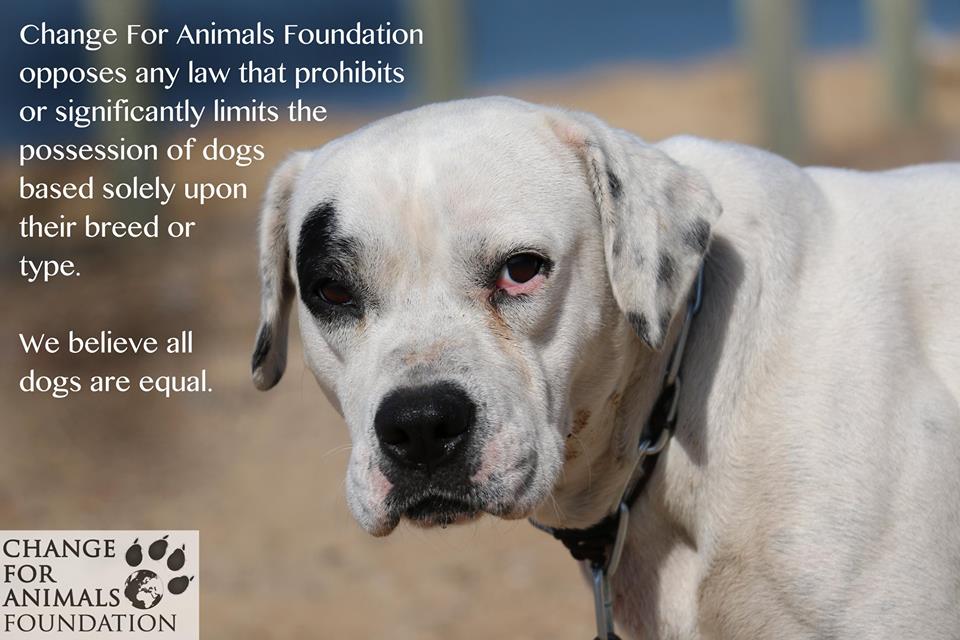 Cfaf Cfaf Org Twitter