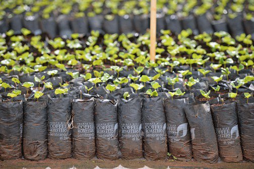 newsismybusines's tweet photo. Café Yaucono donates 100 coffee trees to growers https://t.co/AKkEnFhRqZ https://t.co/66FTPc00QN