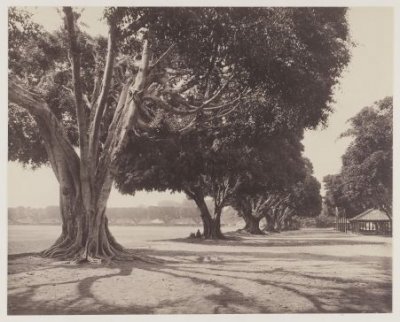 Alun-alun Yogyakarta pada tahun 1890.Tampak alun-alun masih di kelilingi oleh pohon beringin berukuran besar.