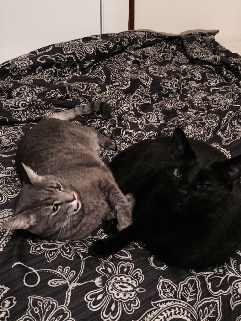 taailed's tweet photo. @CatsThatAreCool kitties are tired 😻 https://t.co/yZGMLZYT4H