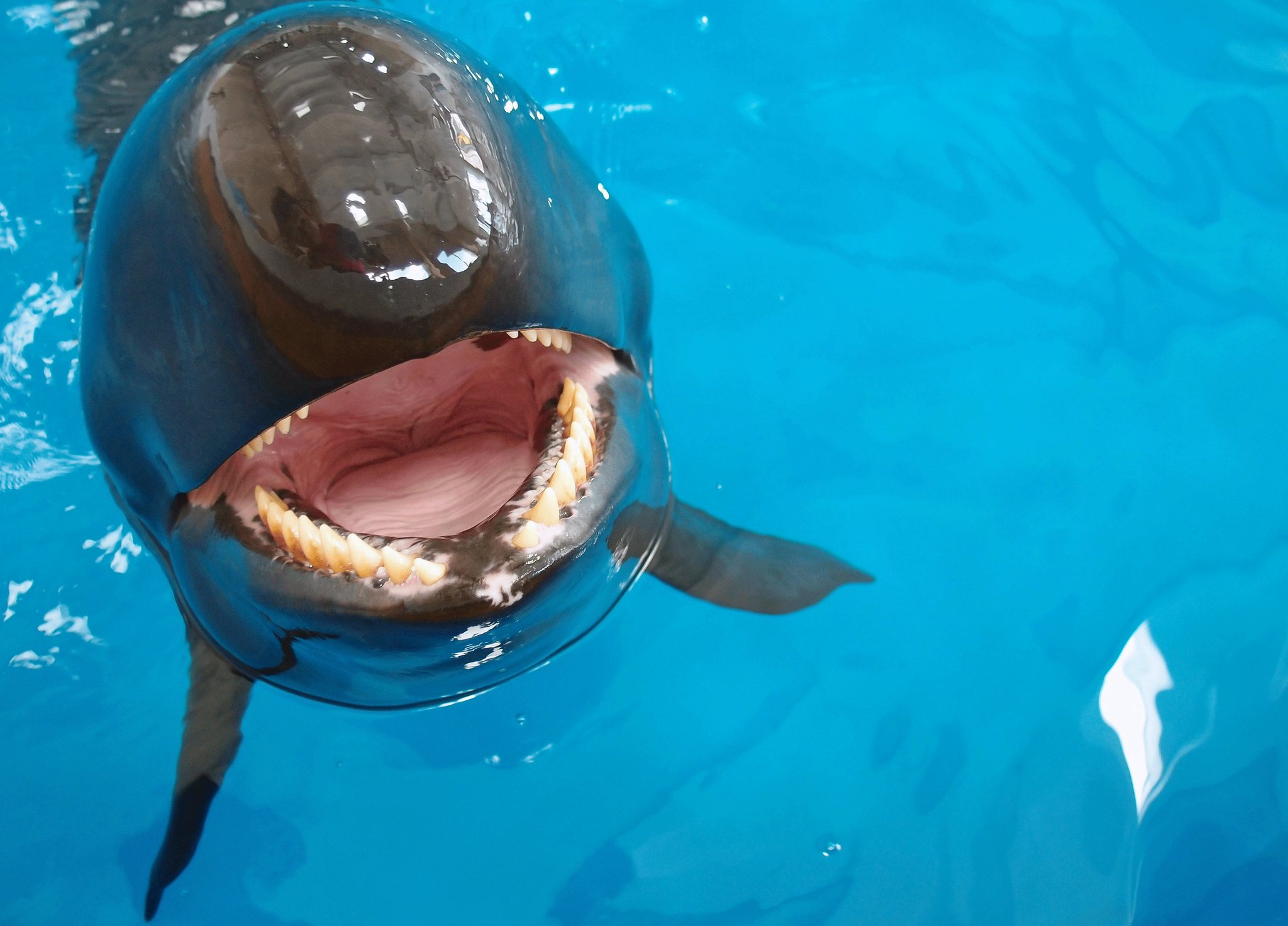 アクアワールド茨城県大洗水族館 on X: 