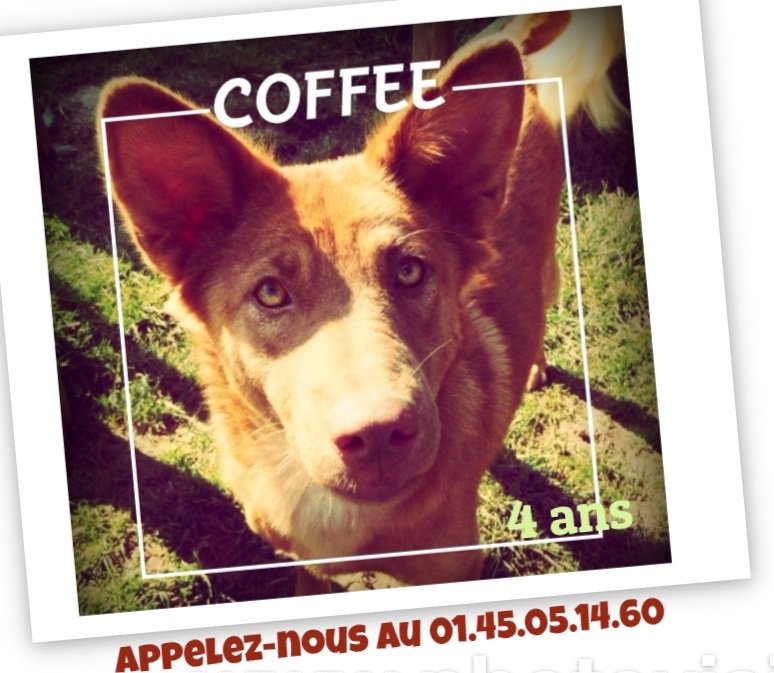 FBB_Refuges's tweet image. Sauvée de l'enfer du trafic de viande ! 
Coffee est chez nous pour vivre un avenir meilleur...
Adoptez la !