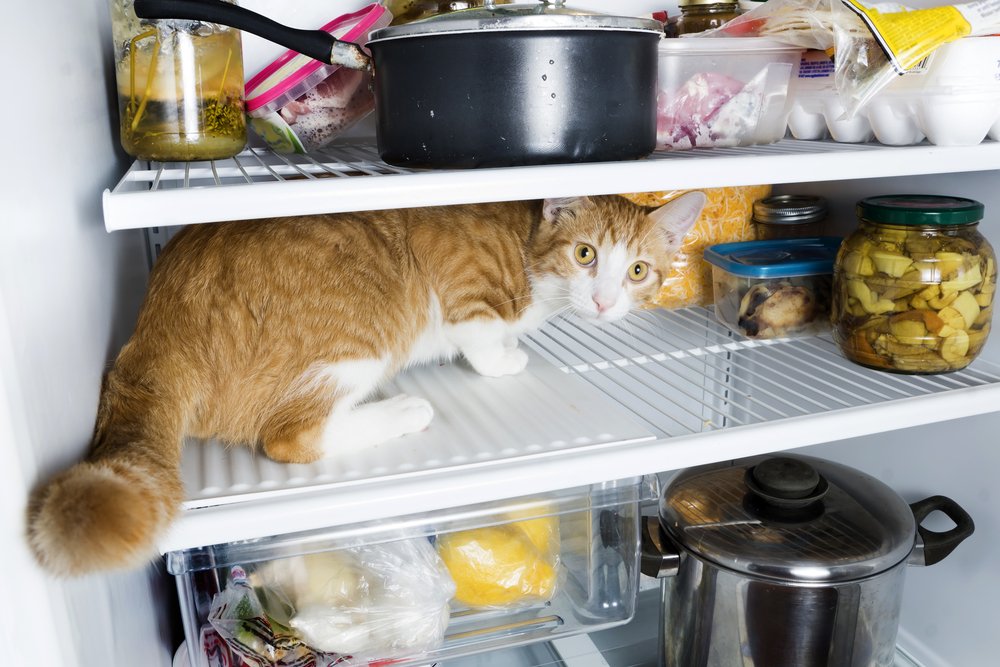 shopkorting's tweet image. We mogen eigenlijk niet zeuren, maar wat is het warm! Kan jij ook wel wat verkoeling gebruiken? #heet #zomer