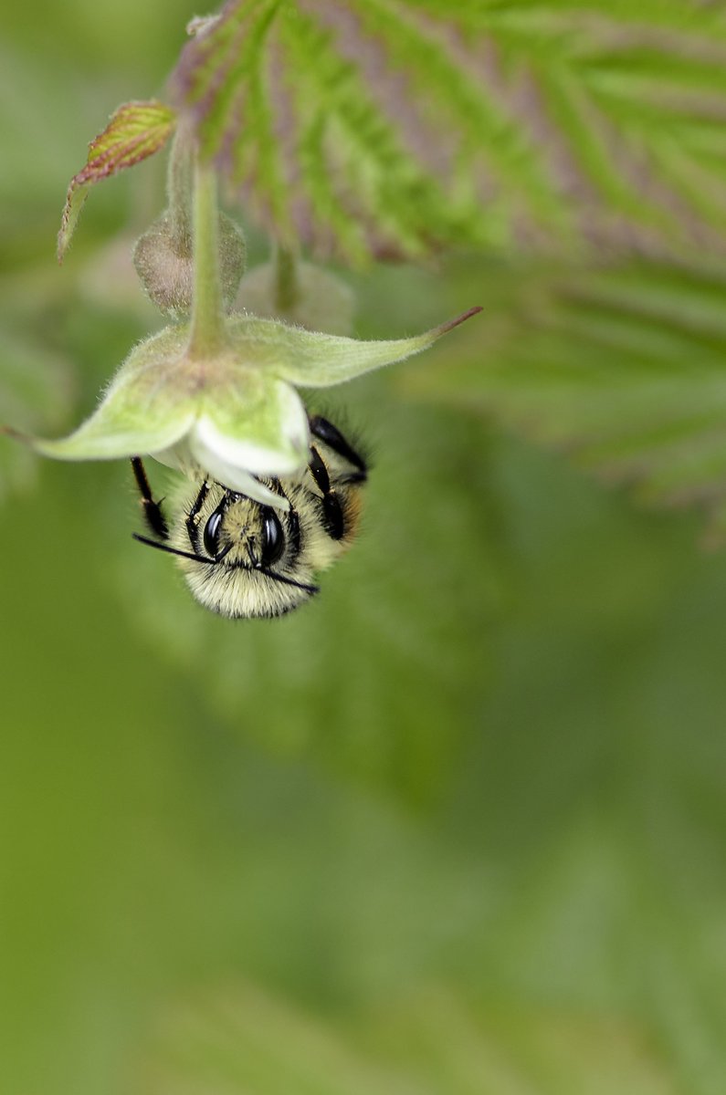 #Airpollution breaks down plant-emitted scent molecules, which #bees use to find food. buff.ly/29Keqxo