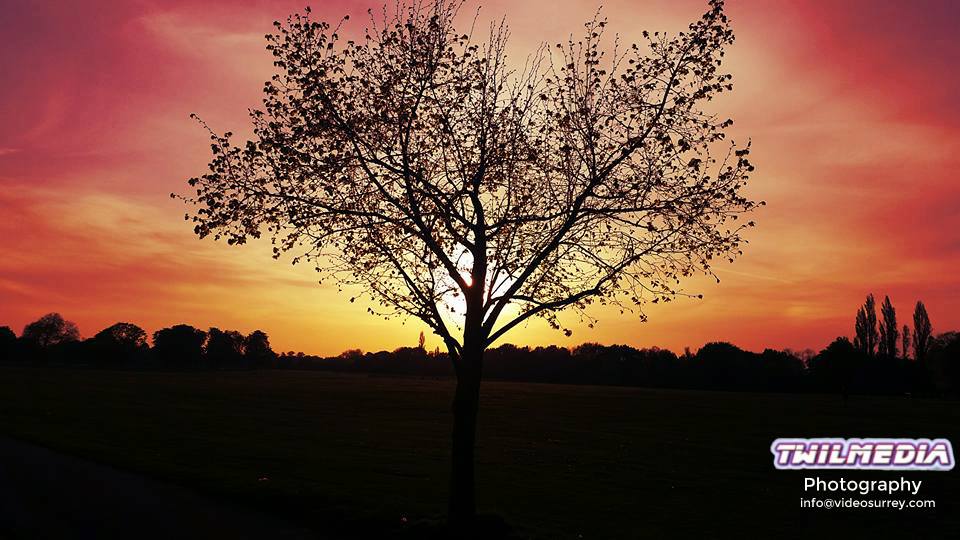 A tree.
