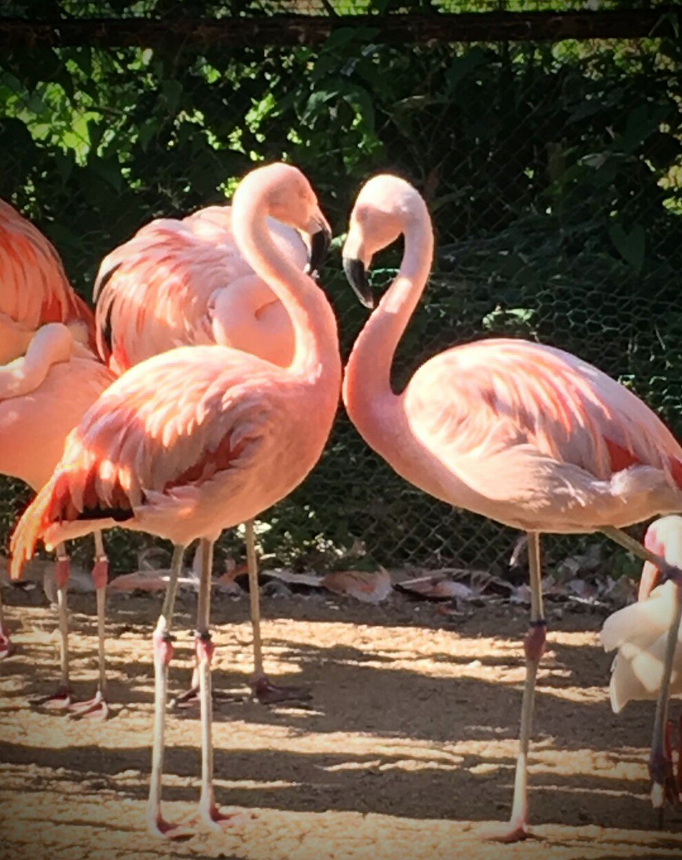 豊橋総合動植物公園 のんほいパーク フラミンゴハート ラブラブな2羽 カップルでフラミンゴハートを見ることが出来たら 良いことが起こるかも のんほいパーク フラミンゴ ハート ラブ T Co Redlcnsn9l Twitter