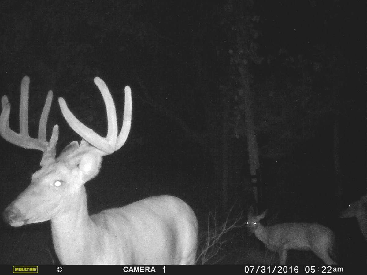 We are calling this guy nine-out-of-ten. Check us out iowaoutfittersusa.com