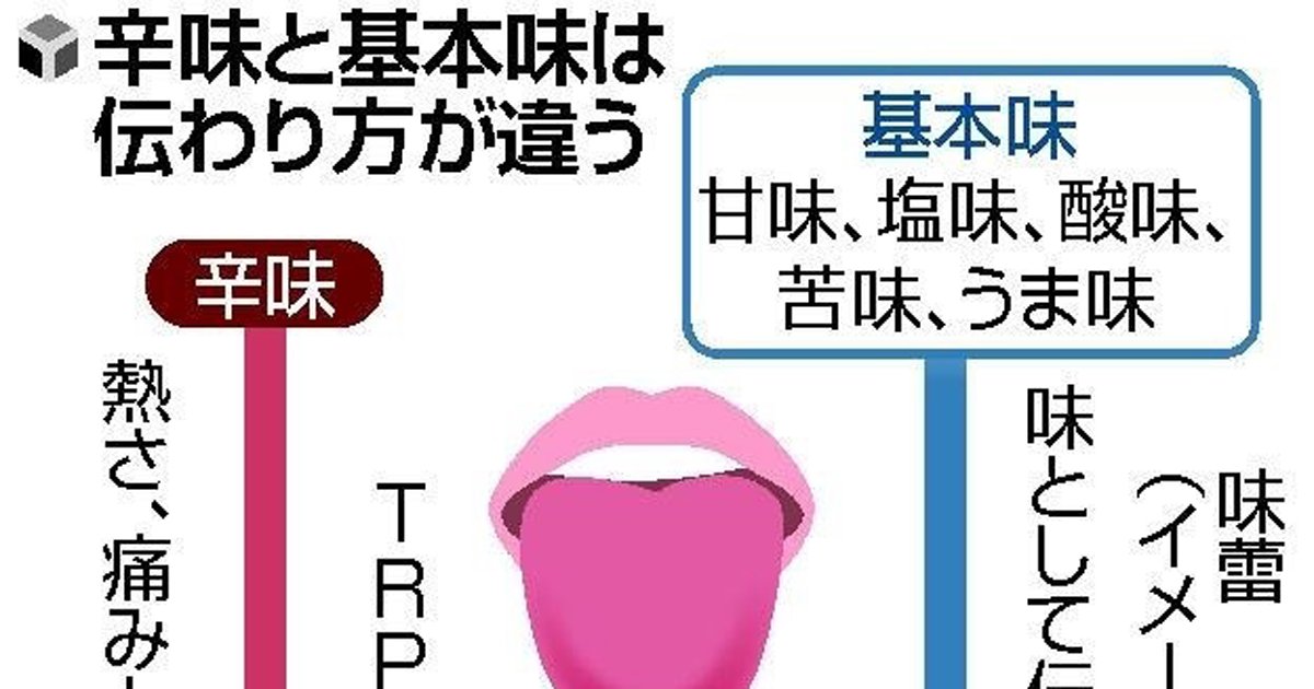 Otekomachi 大手小町 味覚は舌の味蕾で感じますが 辛味 だけは違うメカニズムで感じるのだとか 苦手な人には 辛味を抑えるアドバイスも紹介しています T Co Qlx6awwikc Otekomachi 大手小町 味覚は舌の味蕾で感じますが 辛味 だけは違うメカニズムで感じるのだとか 苦手な人には 辛味を抑えるアドバイスも紹介しています T Co Qlx6awwikc