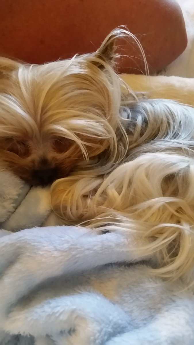 fvdeborahrenee's tweet photo. My chewy https://t.co/reBuqAs61Y