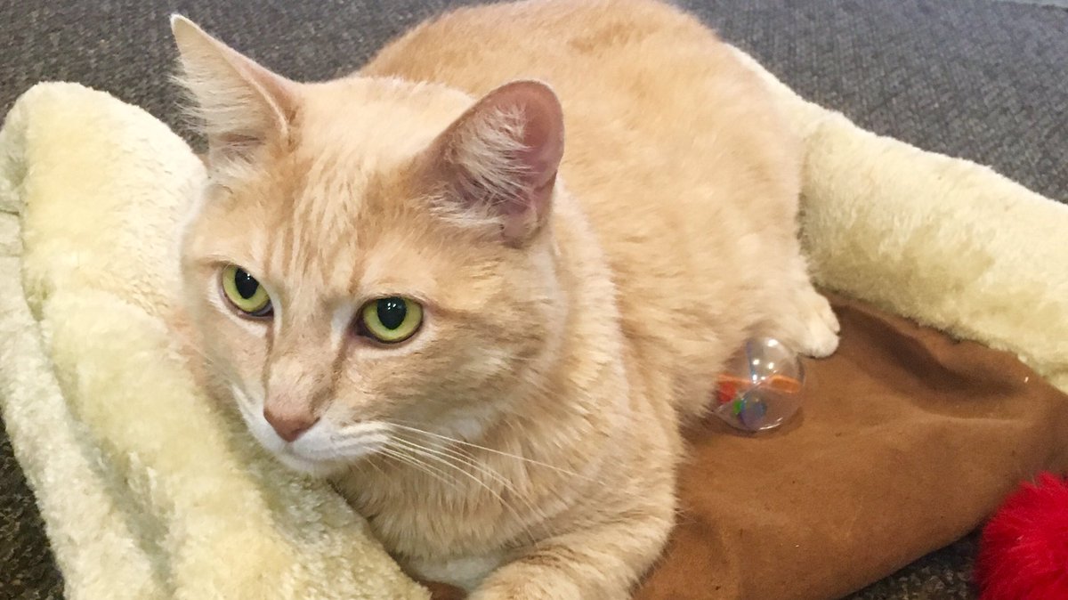 Great visit to <a href="/CatCafeSanDiego/">Cat Cafe San Diego</a> today. This is 7 year old Mochi who is looking for his furever home #AdoptDontShop