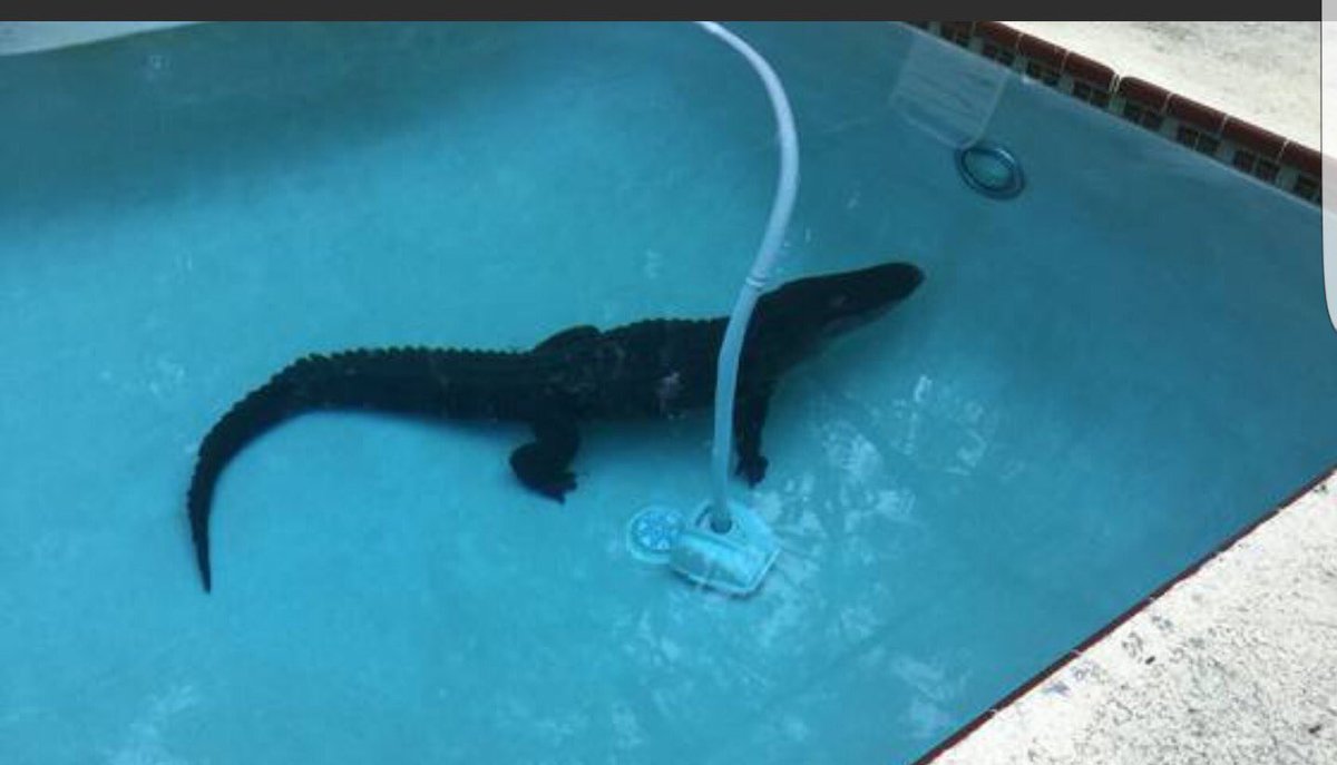 Alligator Vs Navigator