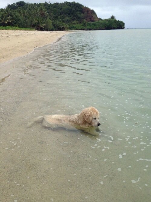 aquaticsenses's tweet photo. Dogs at the beach is perfection😍🐶 https://t.co/b5MF5sLocE