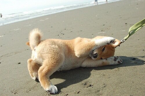 aquaticsenses's tweet photo. Dogs at the beach is perfection😍🐶 https://t.co/b5MF5sLocE