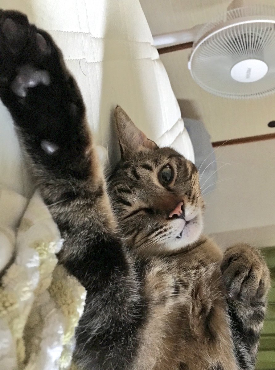 ウインク猫
