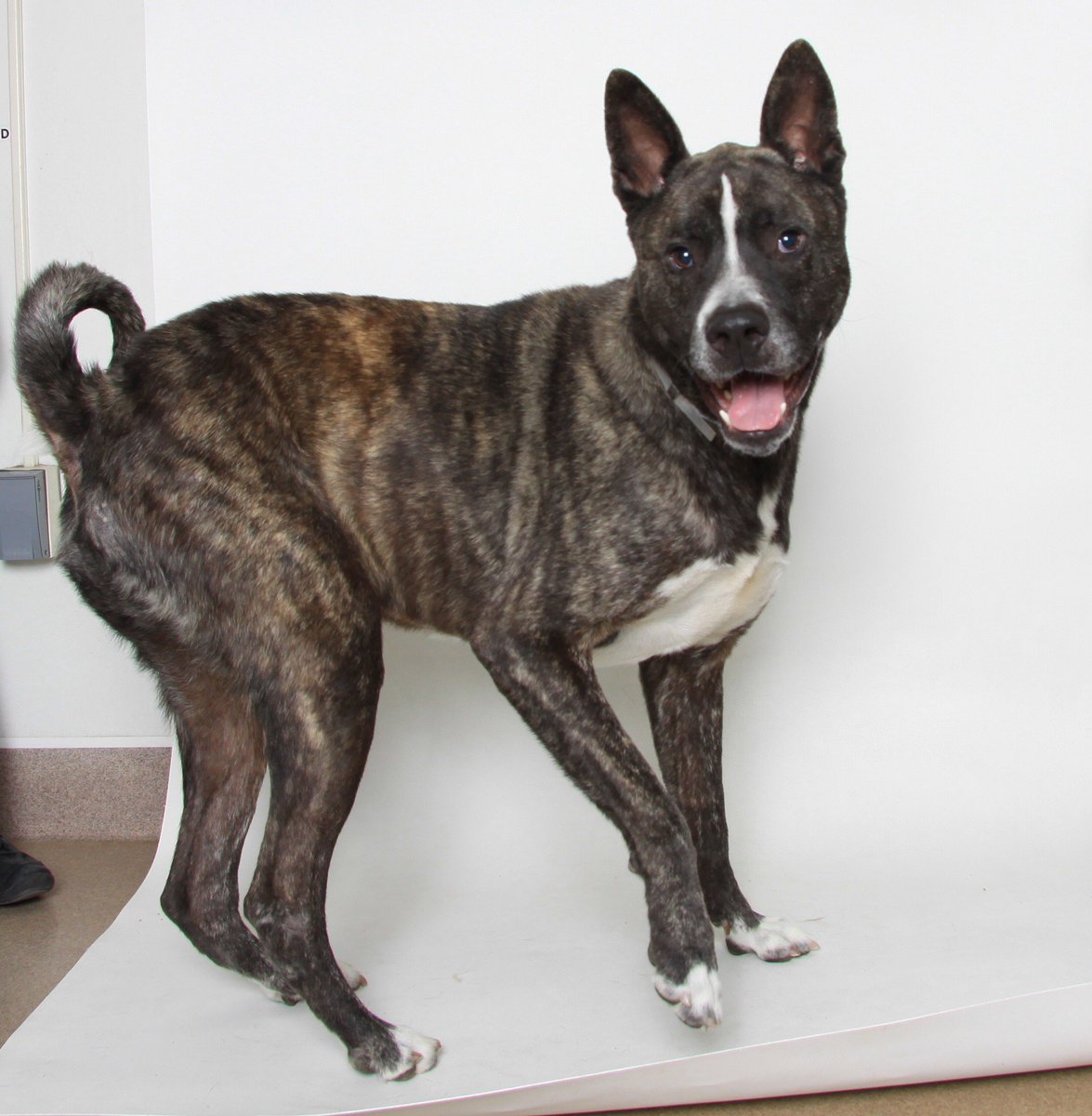 akita and boxer mix