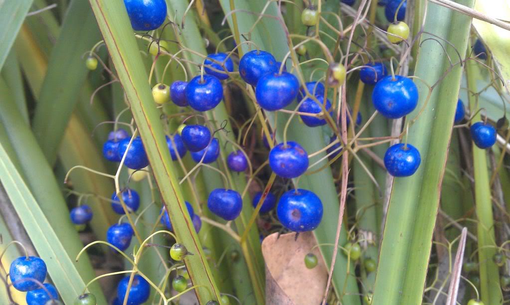 YoungMsDe's tweet photo. @dale_dixon #BlueFruit #Ausnative Dianella caerulea
These tough beauties thrive in our E GIppsland bush garden https://t.co/Dky0PIMuM0