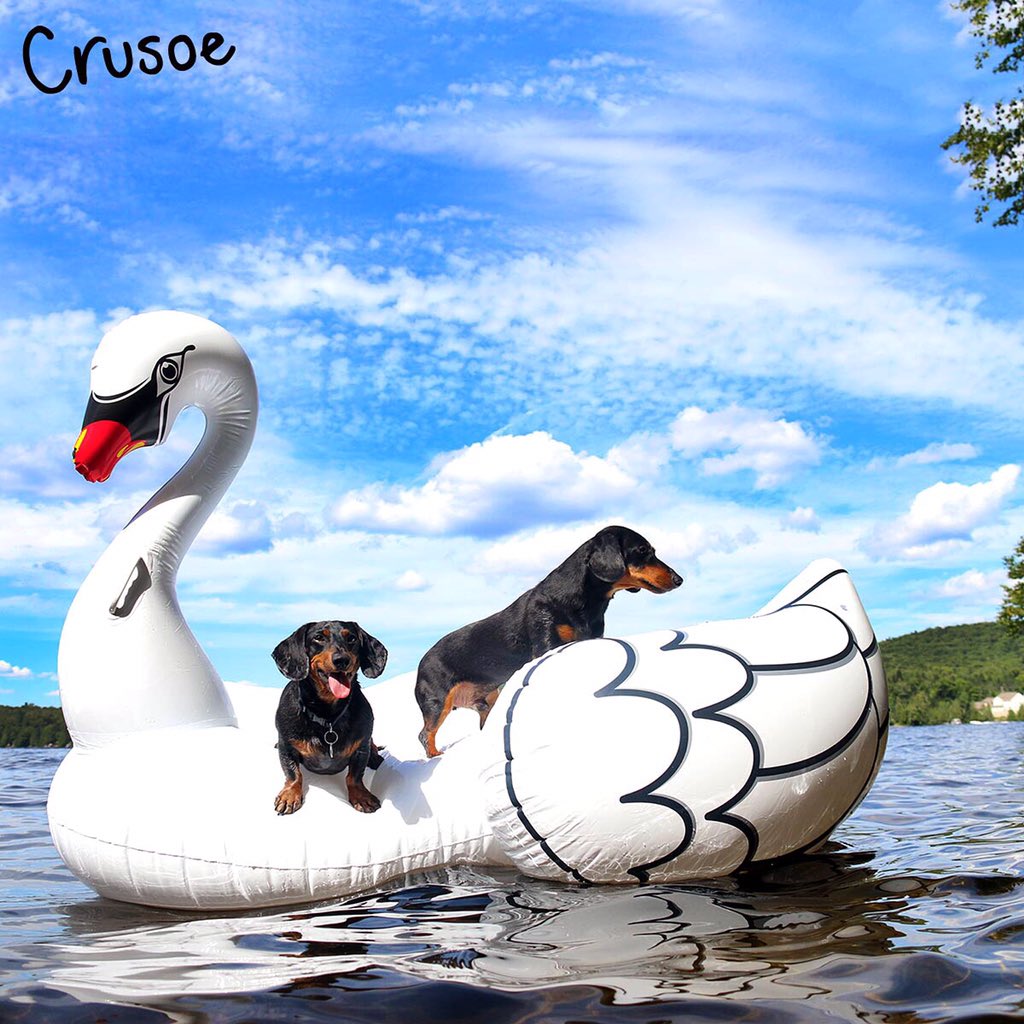 Celeb_Dachshund's tweet image. Couple brothers swannin around 😉 #swanfloat