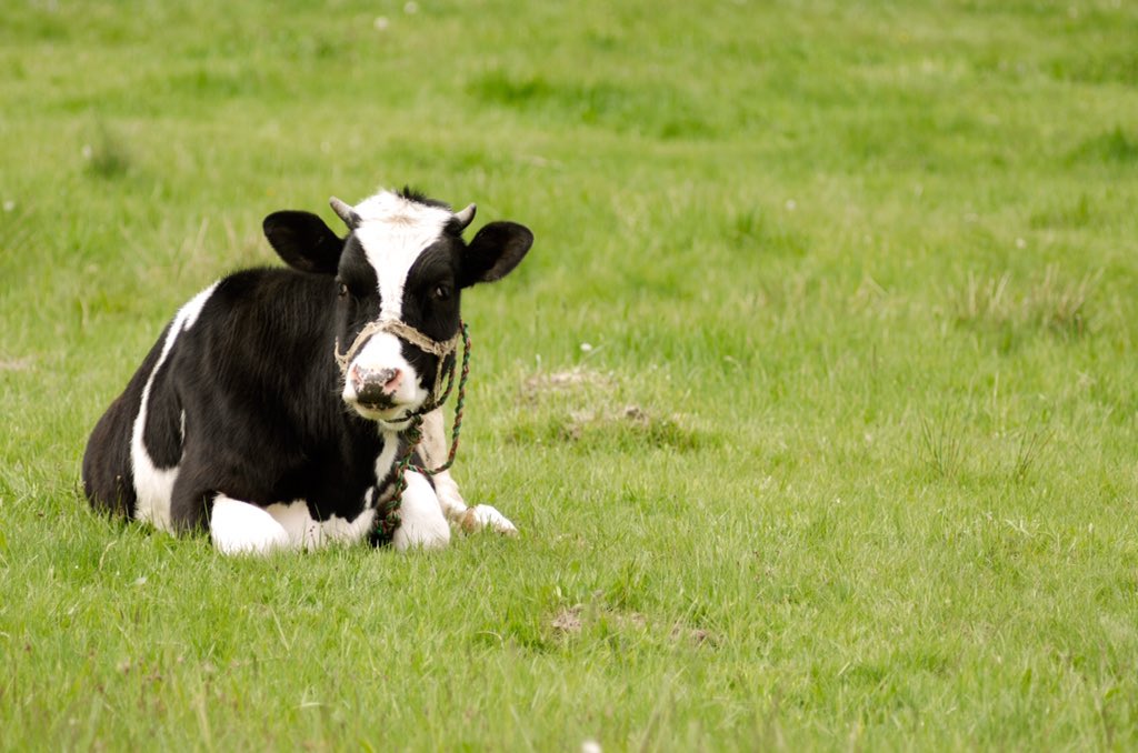 VMulvagh's tweet photo. ground beef #cowpuns @CaddleCanada https://t.co/wtP0e39d46