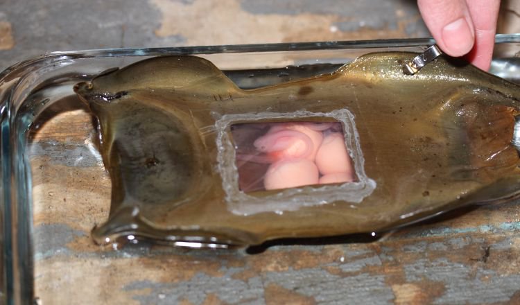 Mga resulta ng larawan para sa four Embryos inside egg case"