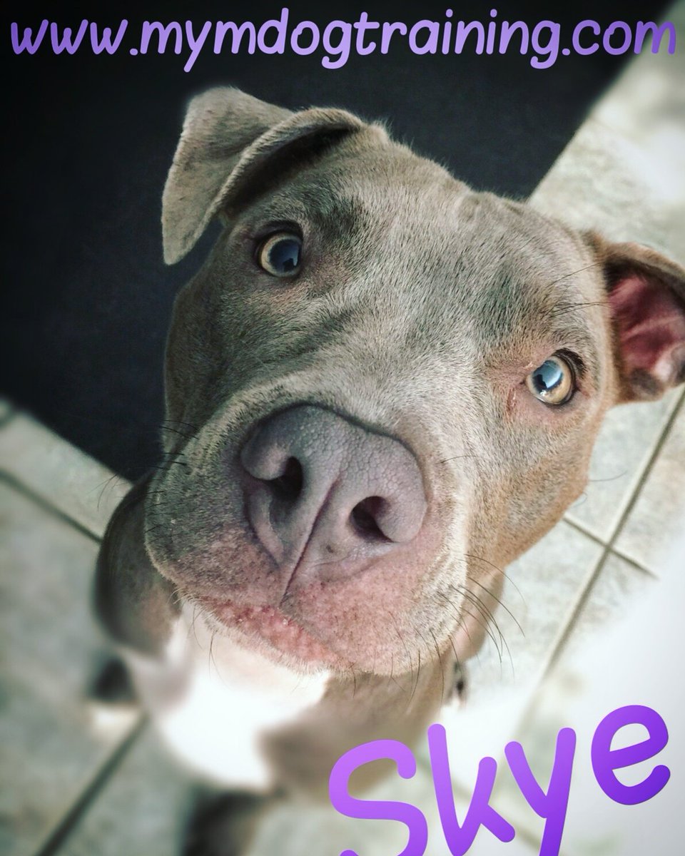 mymdogtraining's tweet photo. #puppylife #selfie #doggydaycarehashtagging #pittbull #pittieparty  #skye #skyethepitbull @savyskyes_pitadventures https://t.co/WXopWpoy27