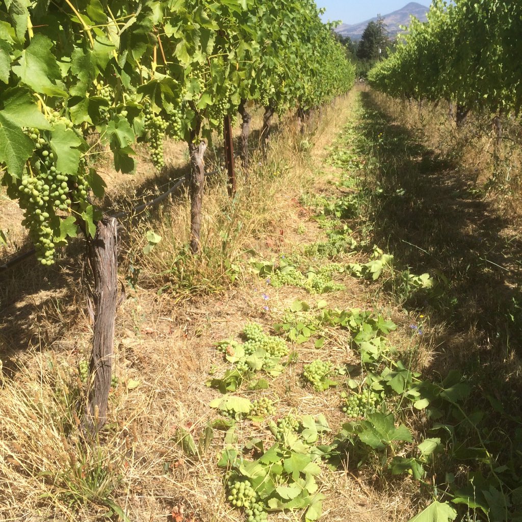 #syrah #organic <a href="/Upper5wines/">Upper Five Vineyard</a> quality v quantity means dropping fruit