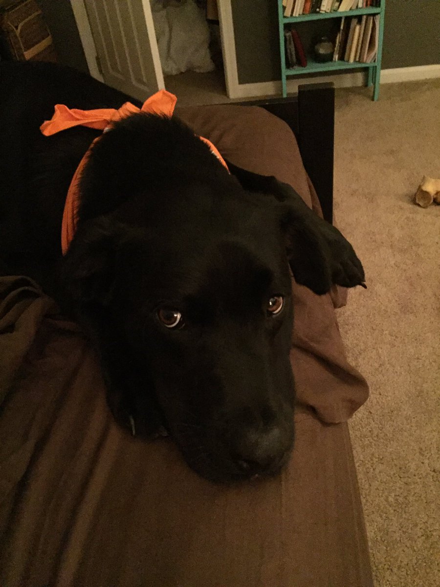 reesebaum_'s tweet image. How am I even supposed to pack when those eyes are saying "please pet me"? Don't worry, Nacho. #yourecomingtoo