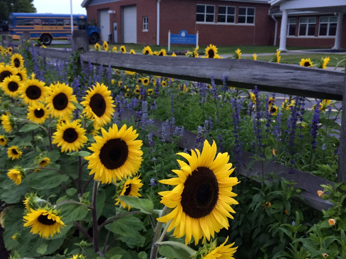 Region6Gardens's tweet photo. https://t.co/ccXmBY3WZJ