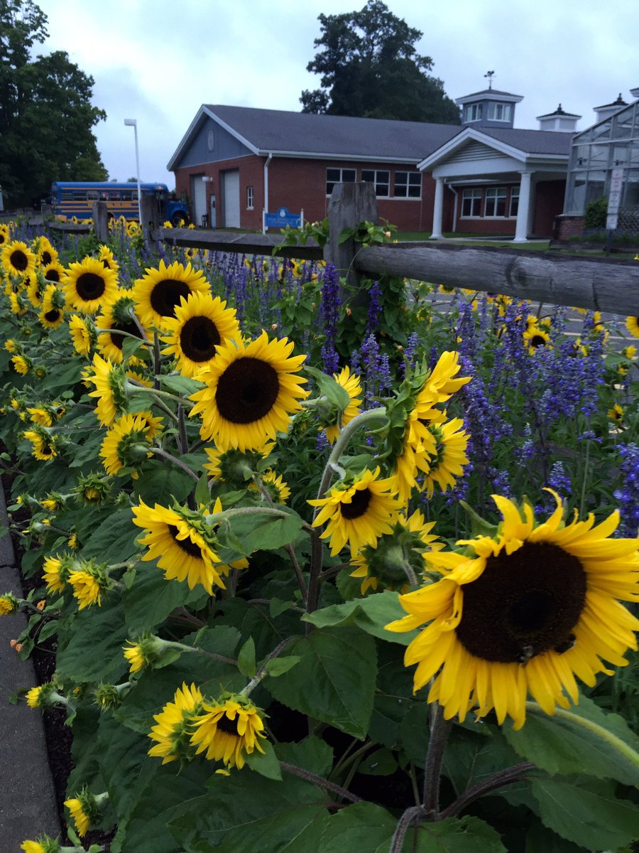 Region6Gardens's tweet photo. https://t.co/ccXmBY3WZJ