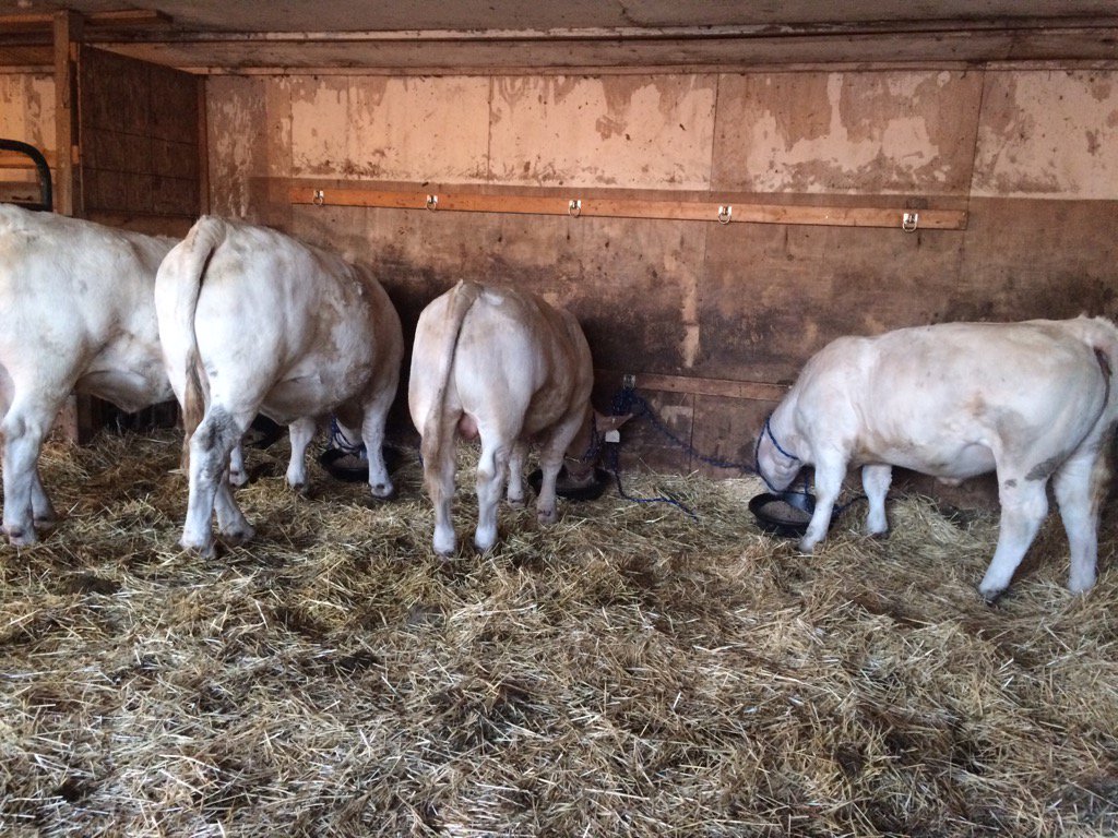 FourthlaneFarms's tweet photo. Starting to resemble a #showstring #charolais https://t.co/vRUwDXnNS3