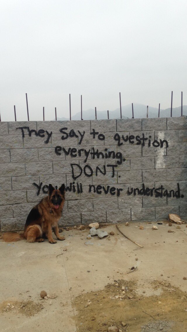 Noodles The Dog (noodlesthedoggg) / Twitter