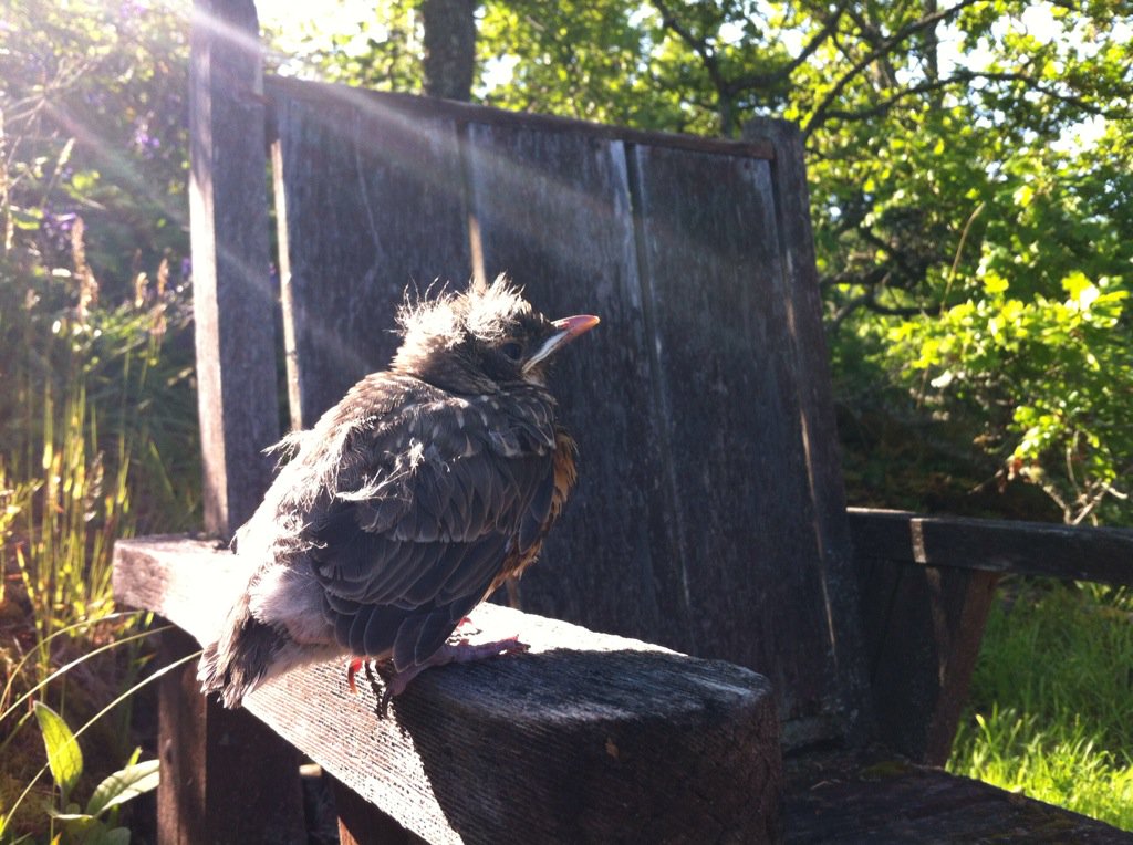 NardaNelson's tweet image. audubon.org/magazine/summe…
@vpacinik 
#glasscollisions #birdstrikes #migration